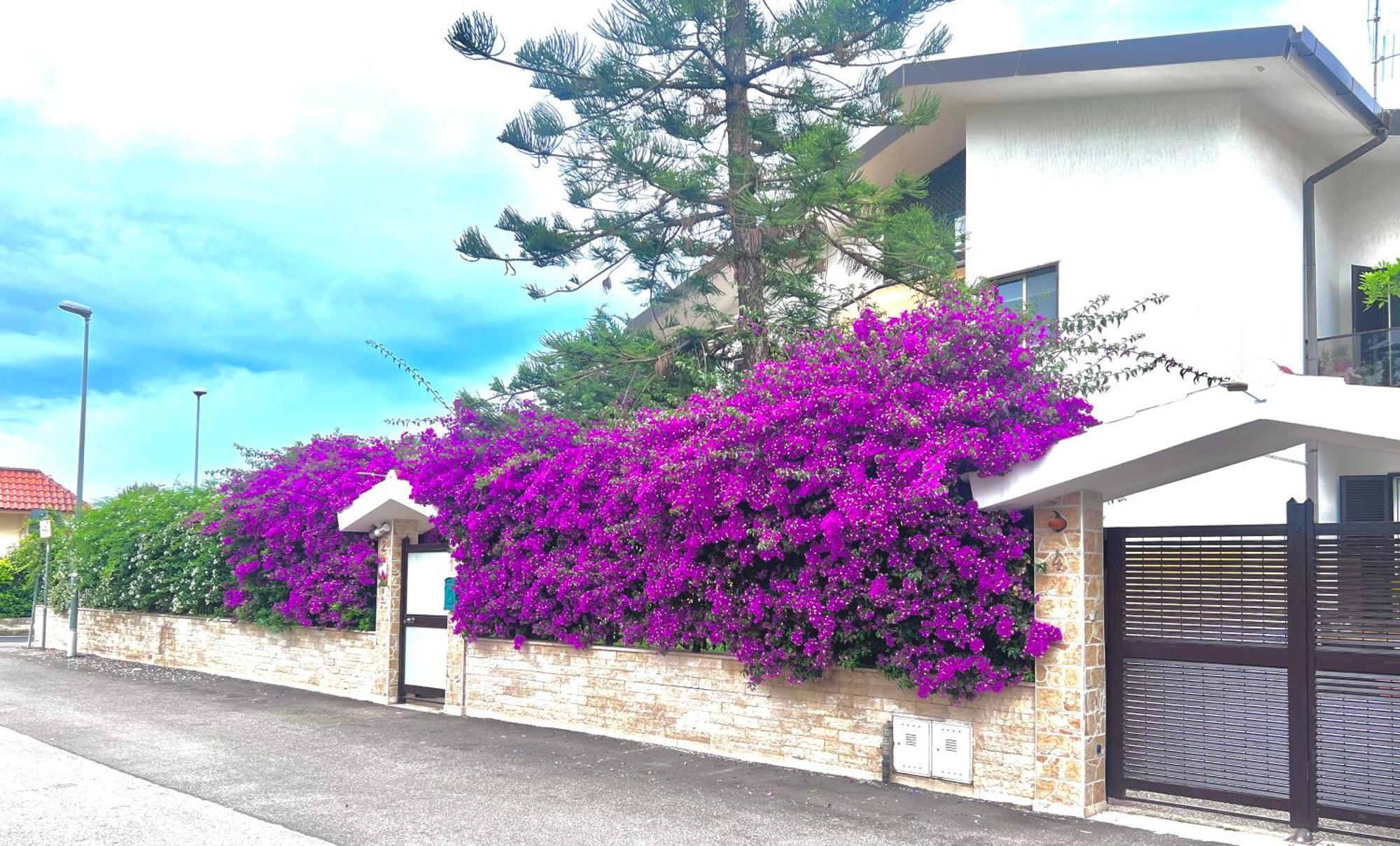 tulipano rosso Bari Exterior foto